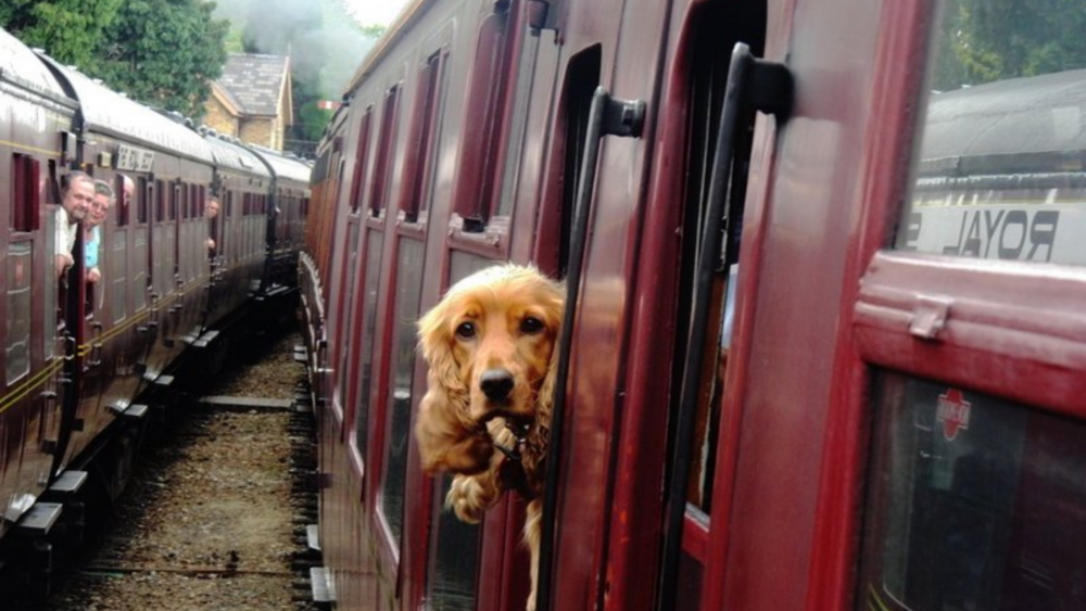 Dog On Train