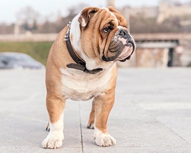 English Bulldog