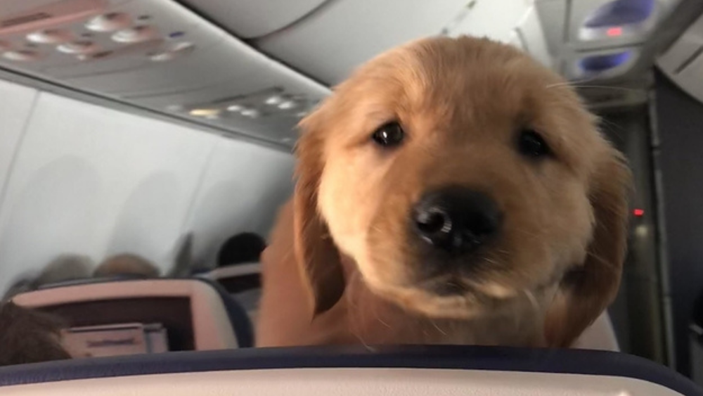 Dog Friendly Airlines