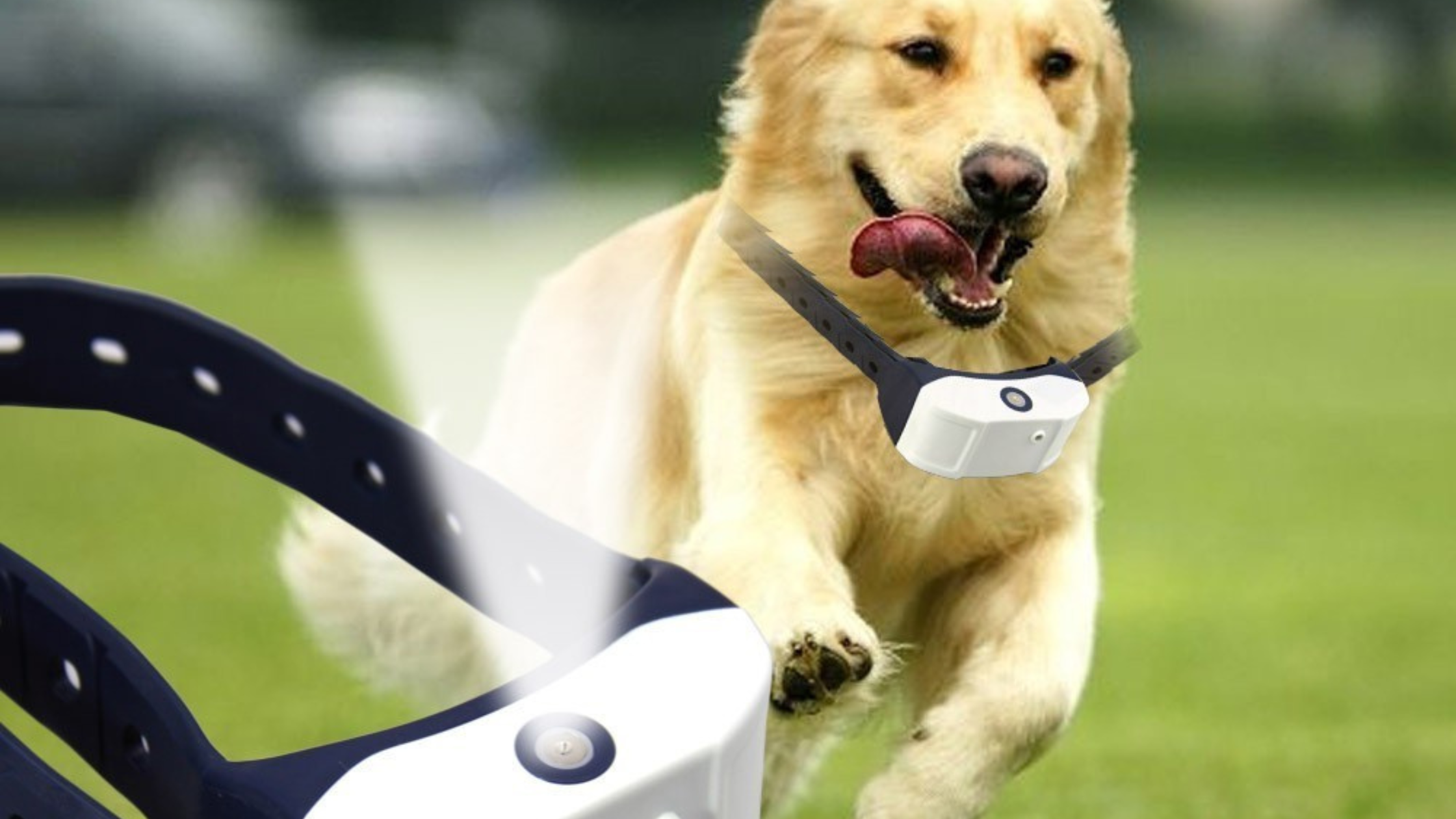 dog spray collar