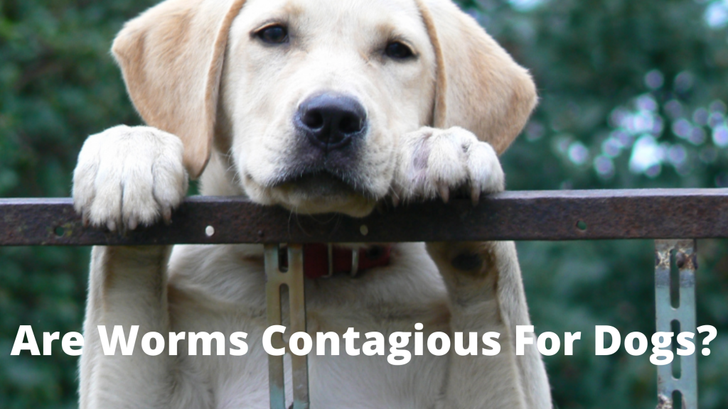 are-worms-contagious-for-dogs-dogsthattravel-com