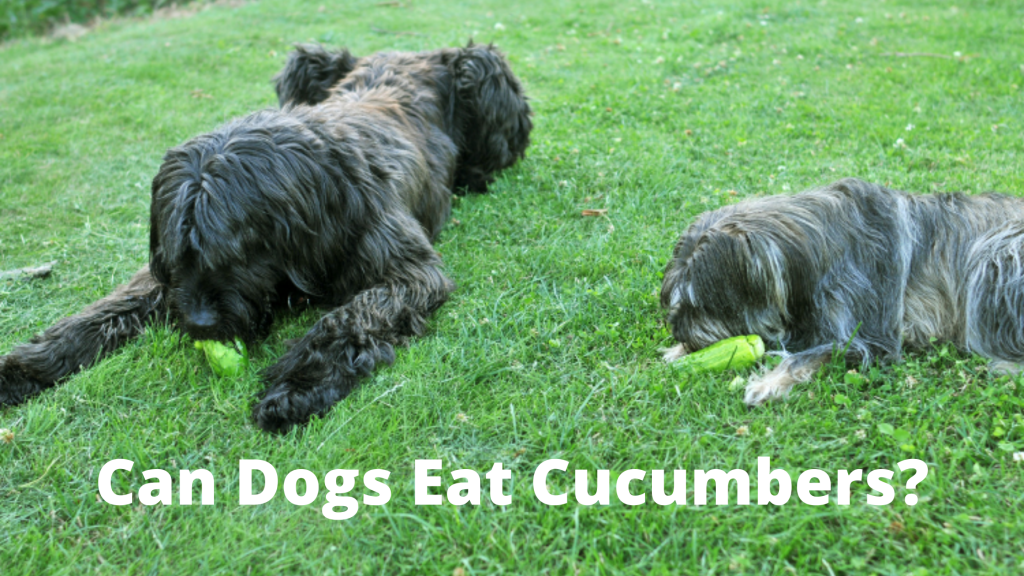 Can Dogs Eat Cucumbers?