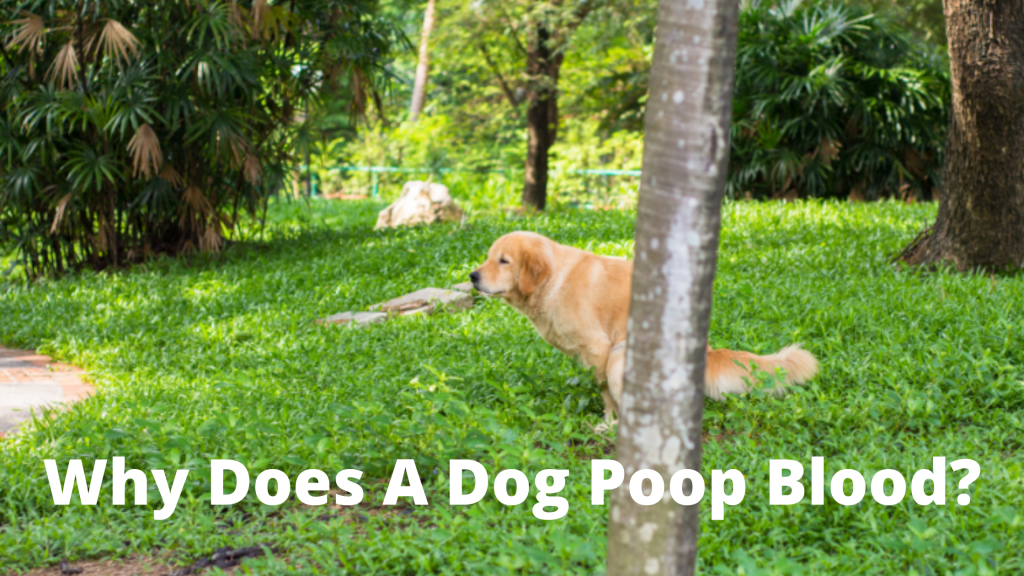 why-would-my-dog-poop-blood