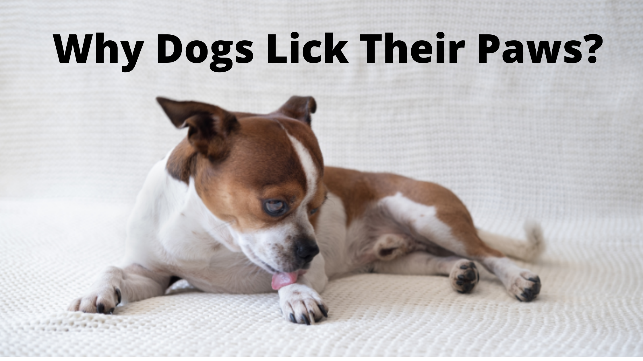 Why dogs lick their paws dogsthattravel com