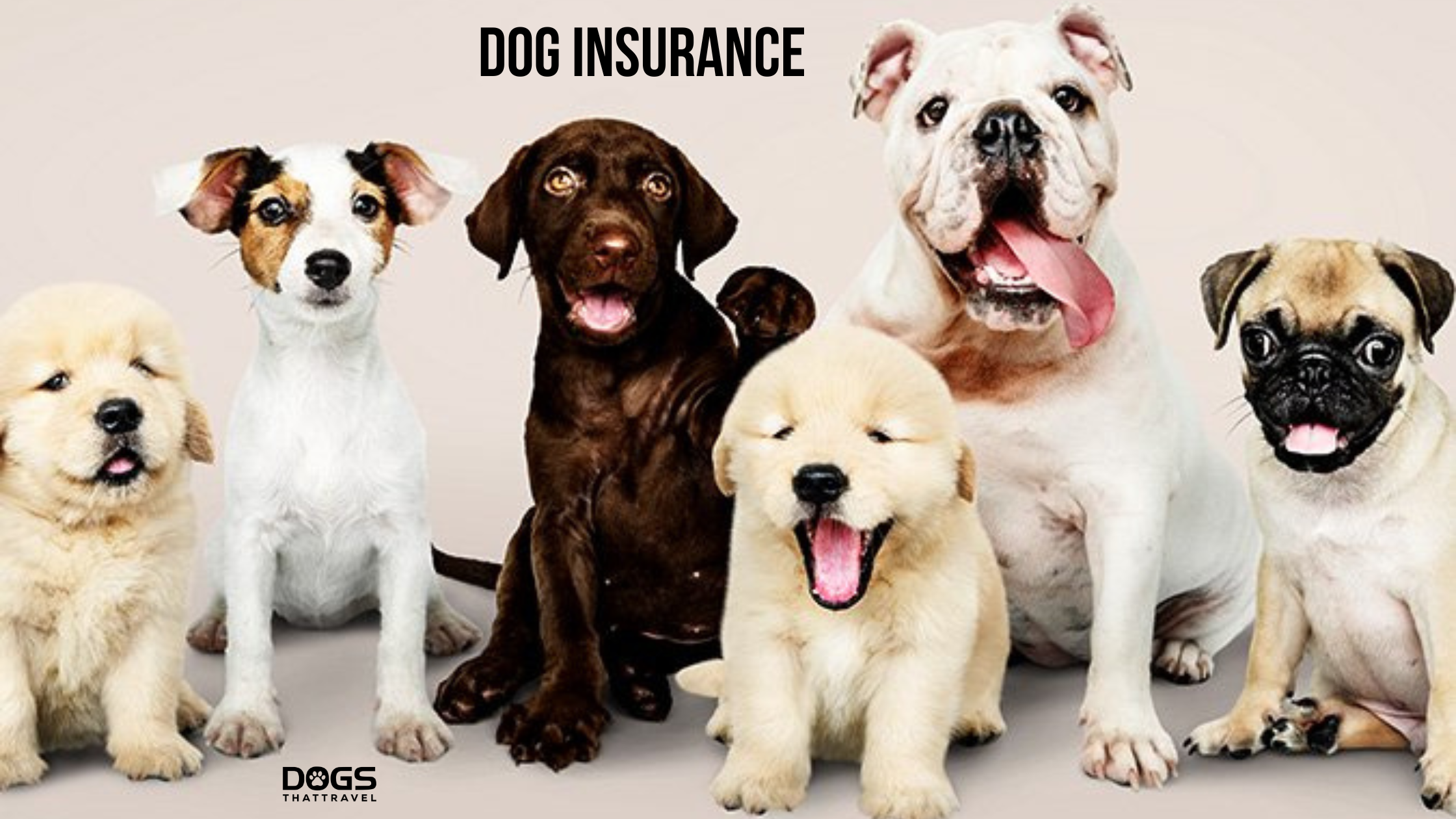 dog insurance