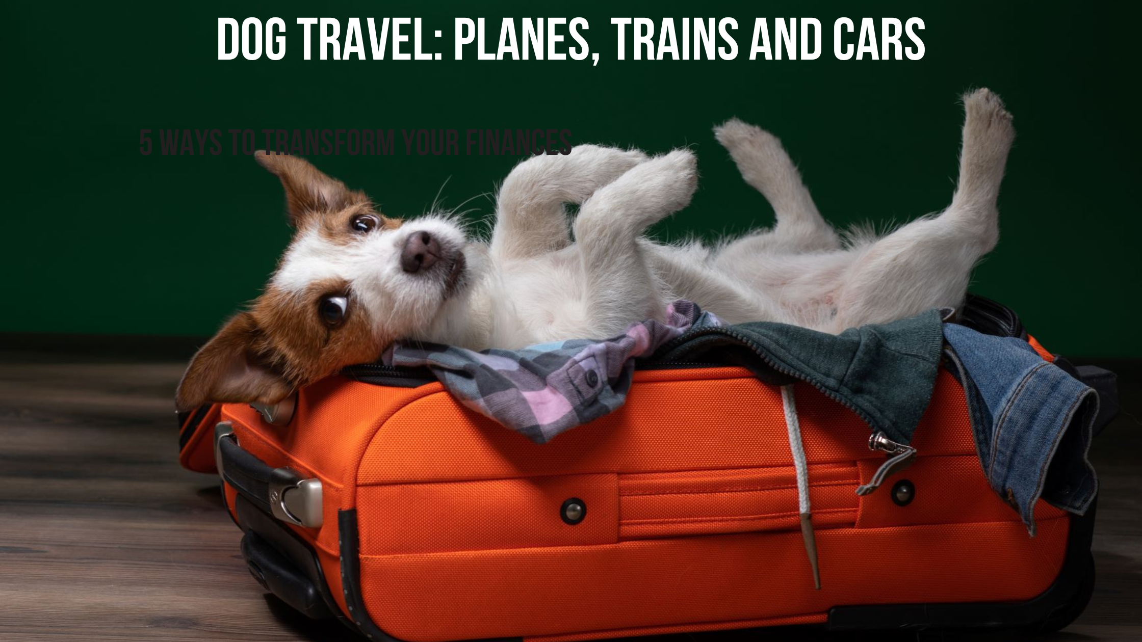 dog travel